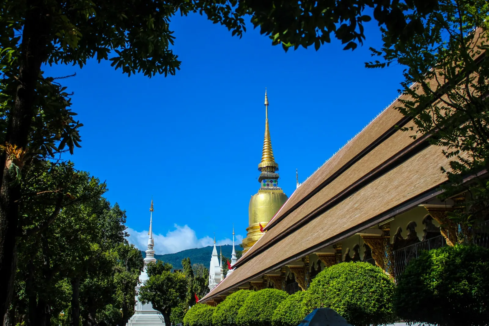 Wat Suan Dok, Chiang Mai, Thailand