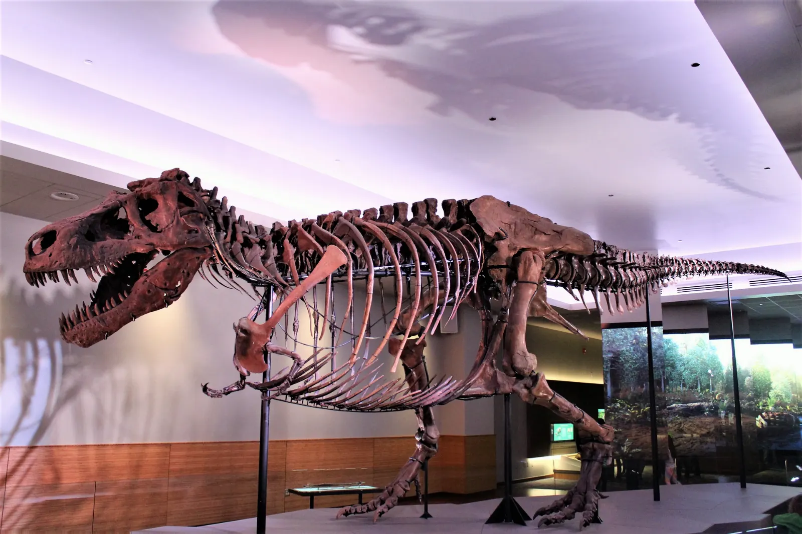 The Tyrannosaurus rex skeleton known as SUE displayed in the Field Museum, Chicago, Illinois