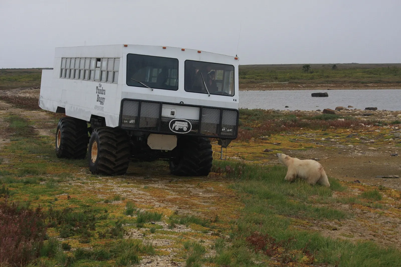 A polar bear near a tundra vehicle in the subarctic landscape near Churchill, Manitoba