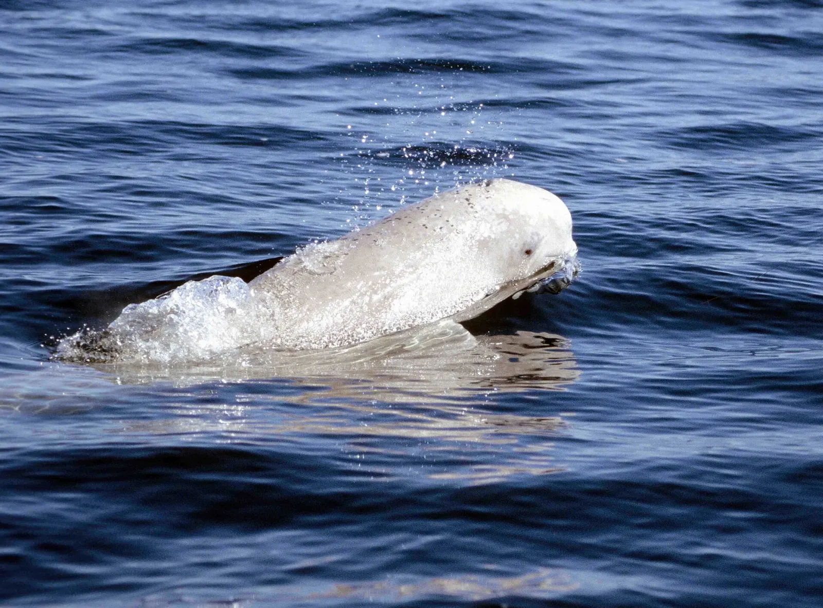 White beluga whales swimming in the Churchill River estuary, Manitoba