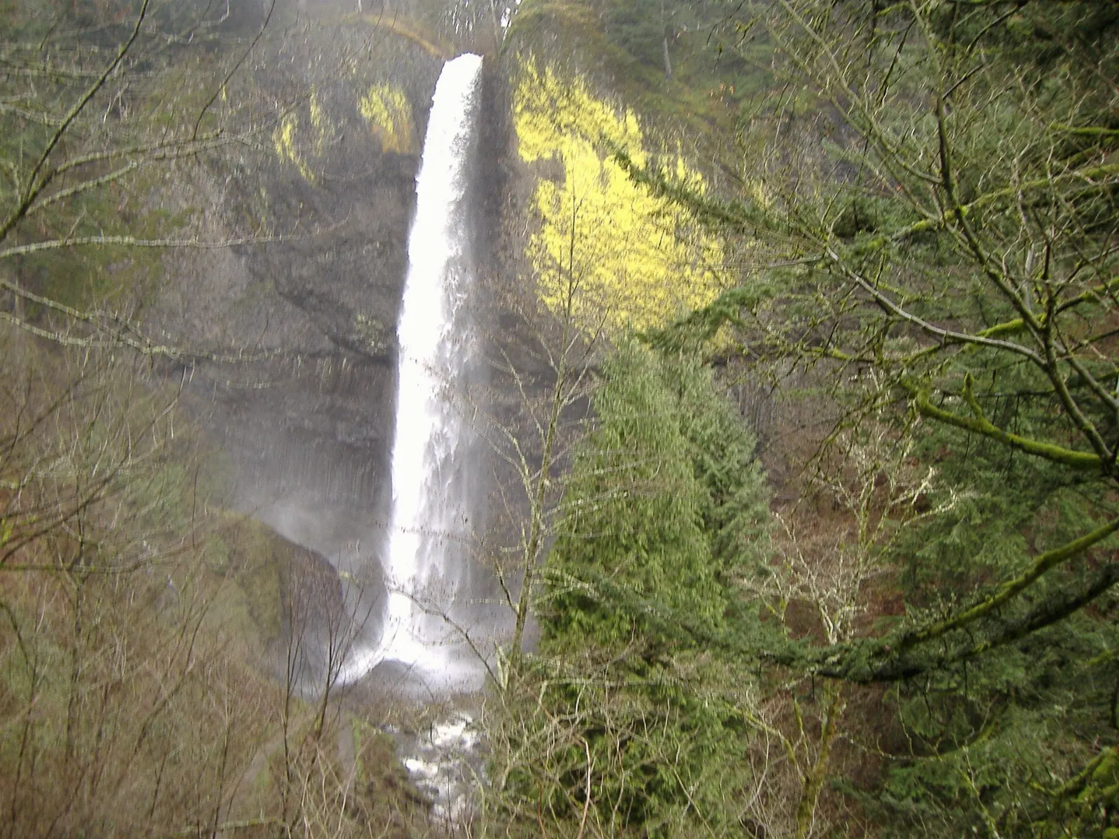 Latourell Falls dropping over a cliff of columnar basalt streaked with yellow lichen, Columbia River Gorge, Oregon