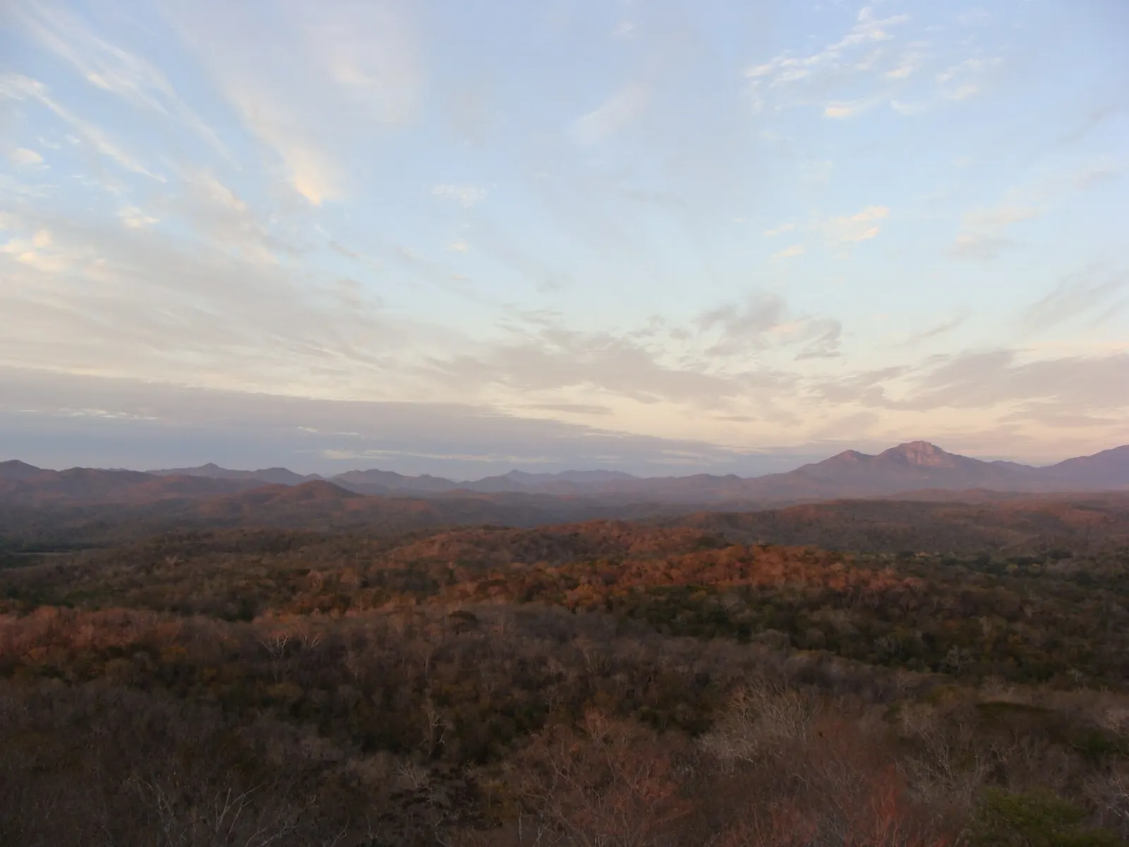 Dry tropical forest in the Chamela-Cuixmala Biosphere Reserve, Costalegre, Jalisco