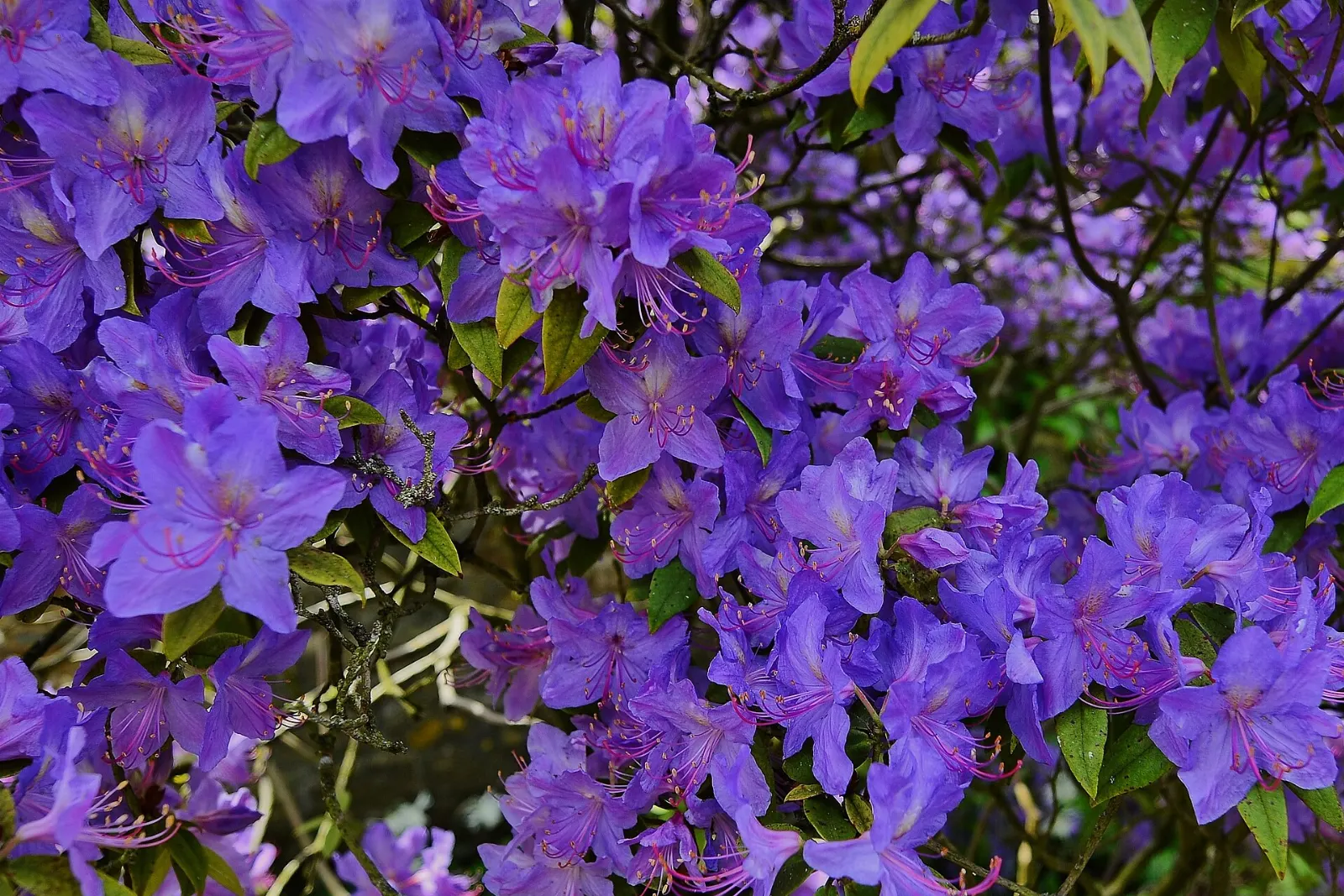Hidcote Manor Garden, Cotswolds, England