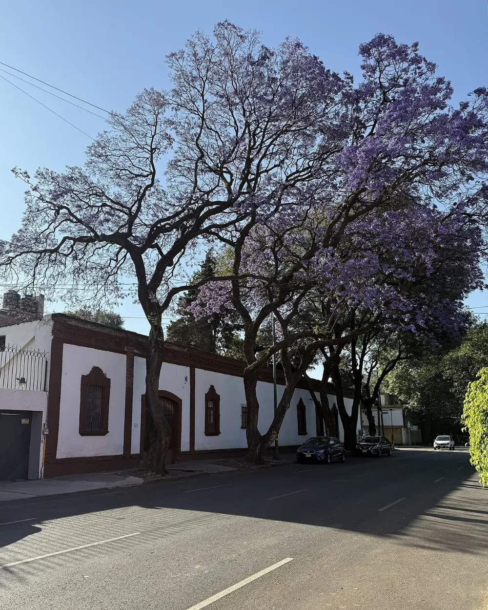 Del Carmen, Coyoacán, Mexico City