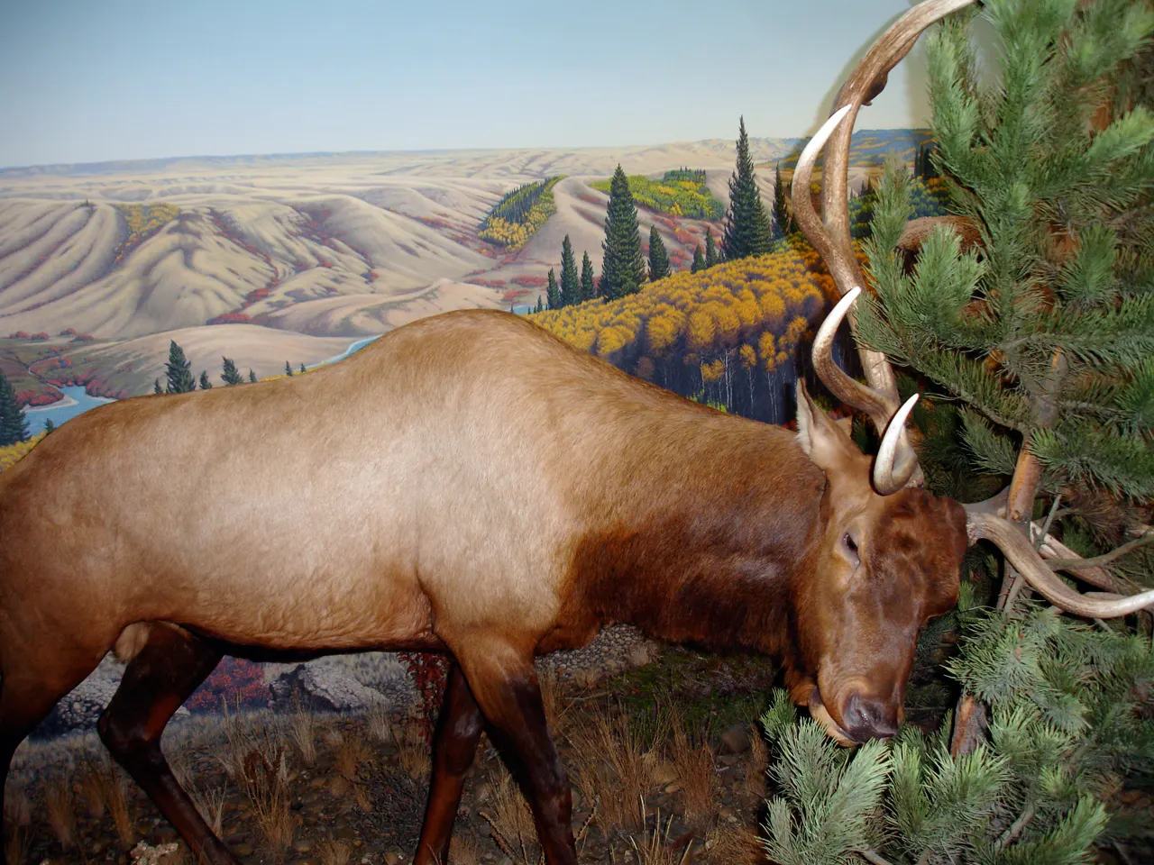 Elk grazing in a clearing in Cypress Hills, Cypress Hills Interprovincial Park, Saskatchewan