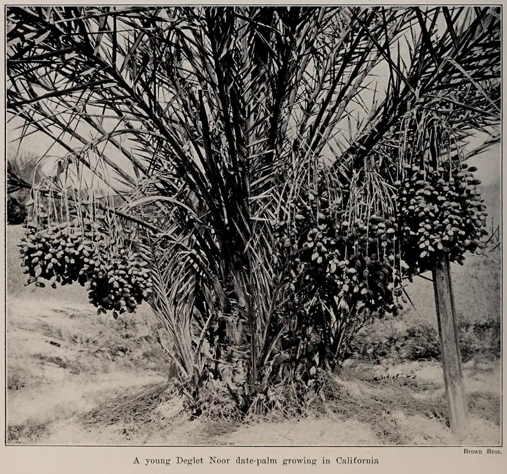 Date palms in Death Valley National Park, California