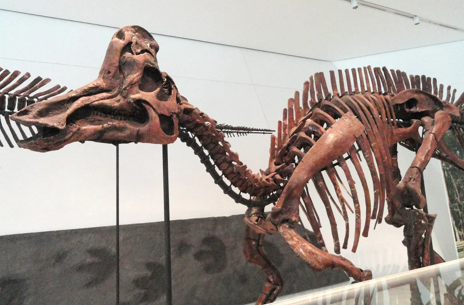 Display house with a fossil skeleton at Dinosaur Provincial Park, Alberta