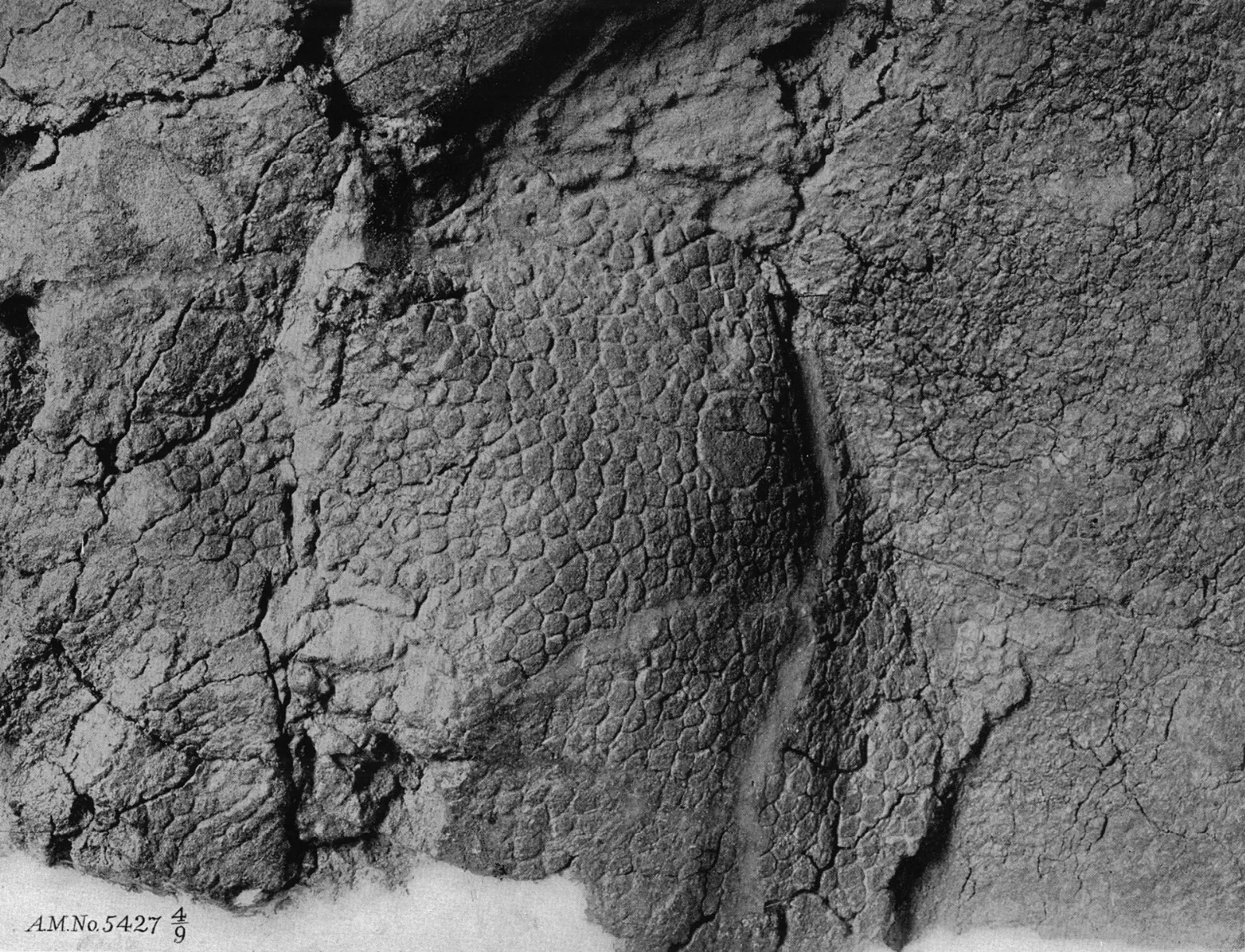 Centrosaurus bone bed display in Dinosaur Provincial Park, Alberta