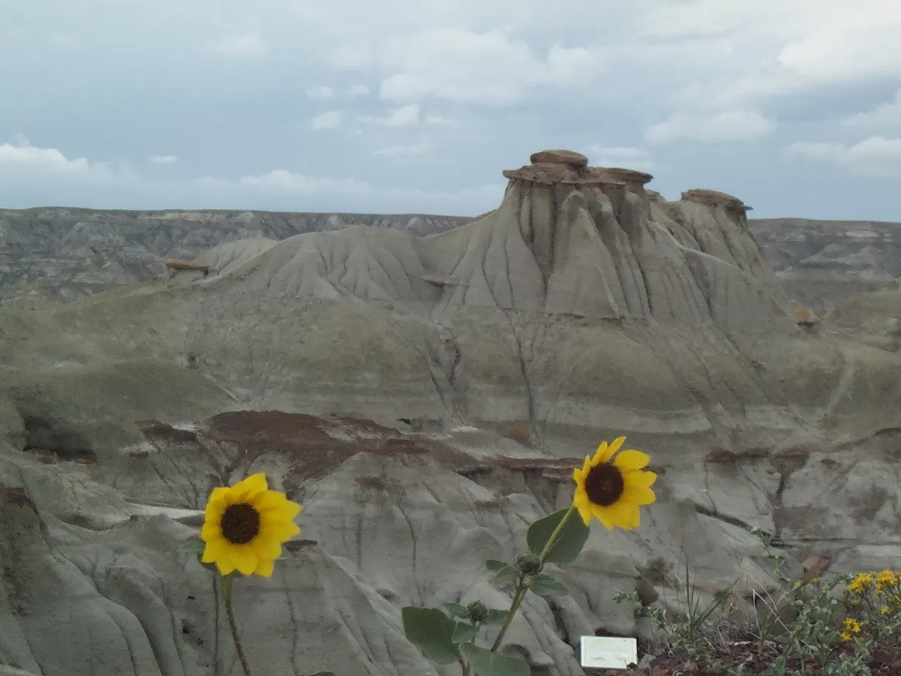 Badlands coulee and hoodoos in Dinosaur Provincial Park, Alberta