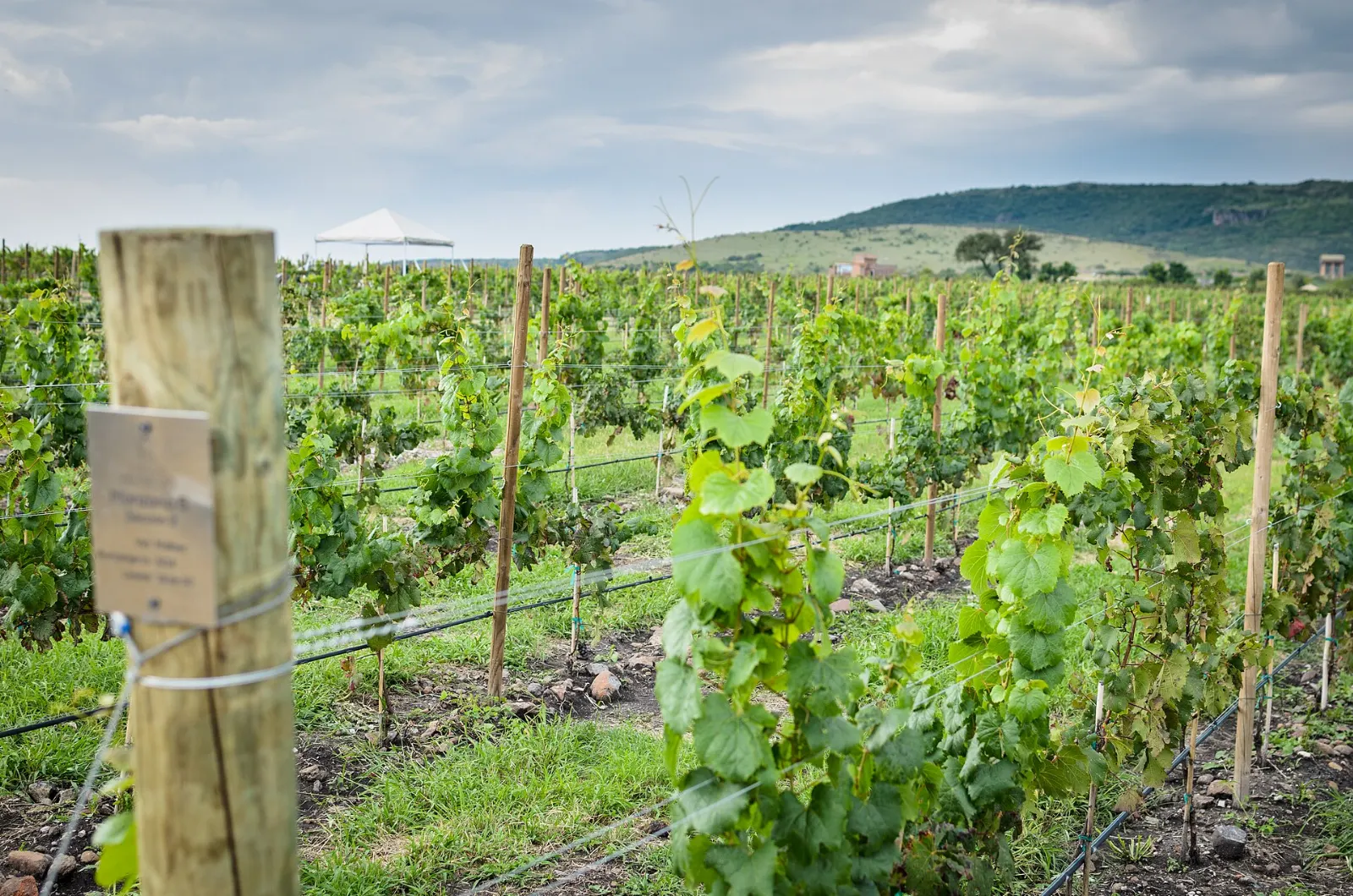 Rows of grapevines at a winery near Dolores Hidalgo, Guanajuato