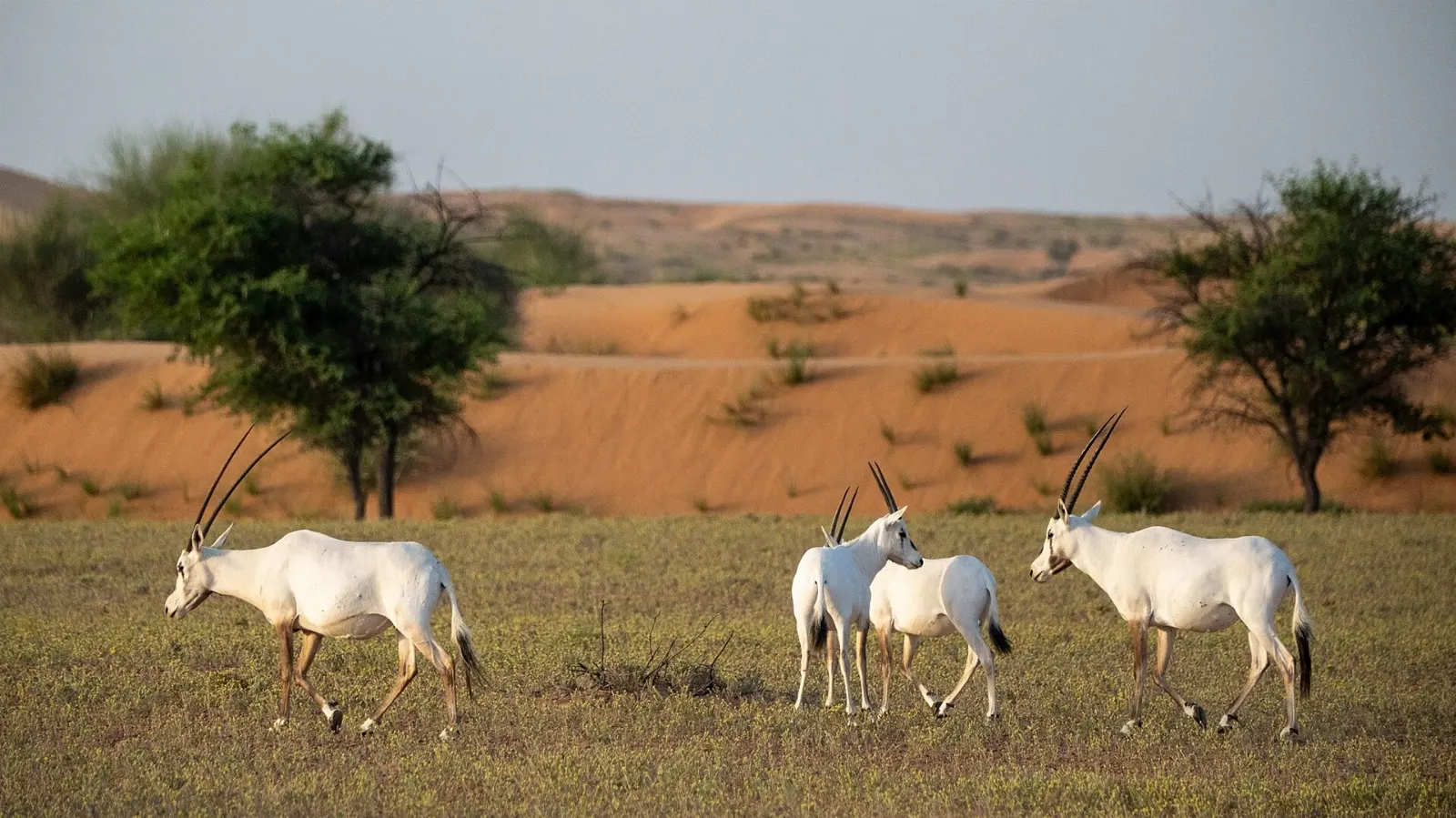 Dubai Desert Conservation Reserve, Dubai, United Arab Emirates