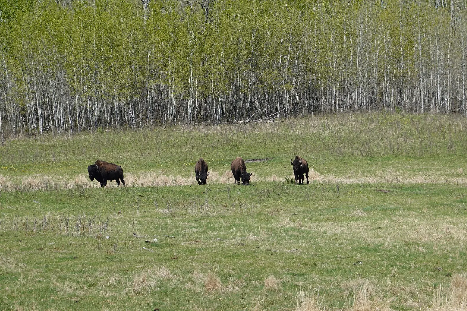 Bison grazing in Elk Island National Park, Edmonton, Alberta