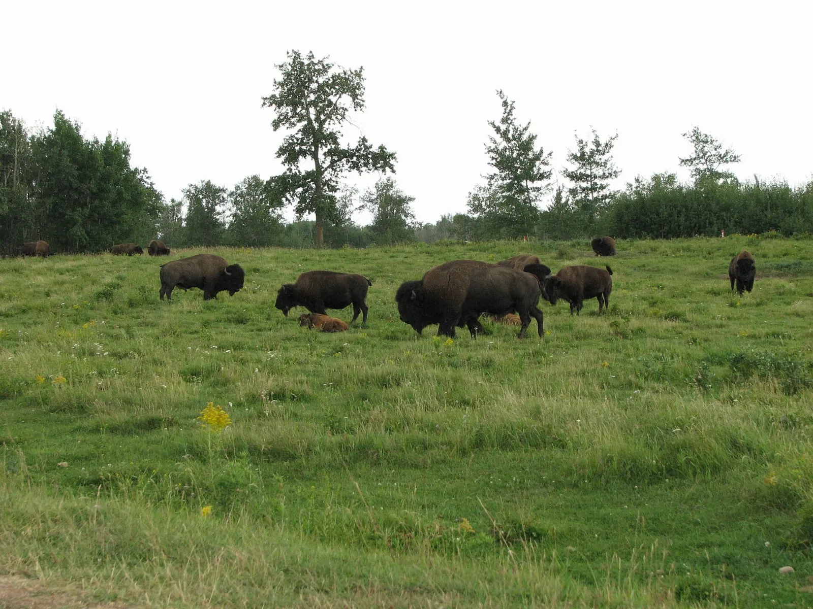 A plains bison standing in a meadow in Elk Island National Park, Alberta