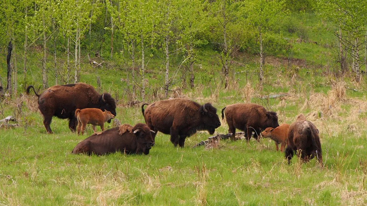 A wood bison on a grassy slope in Elk Island National Park, Alberta