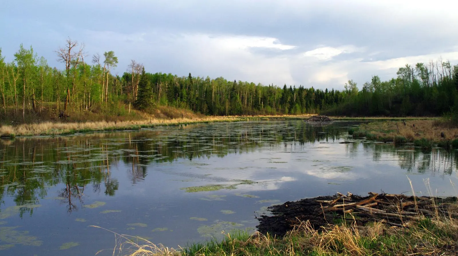 A wetland pond in the knob and kettle landscape of Elk Island National Park, Alberta