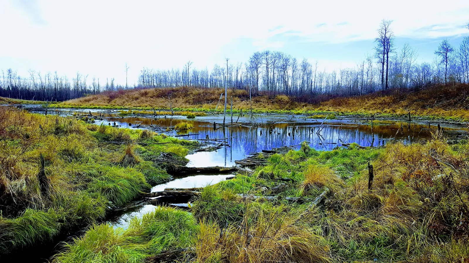 A trail through aspen forest near Cooking Lake in Alberta, Elk Island National Park, Alberta