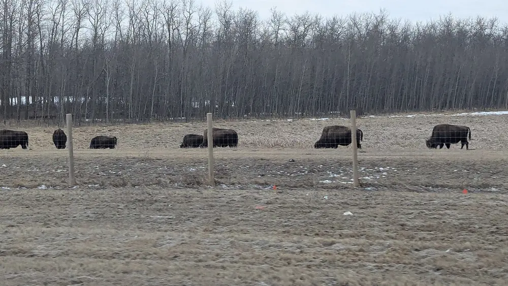 Edmonton, Elk Island National Park, Alberta