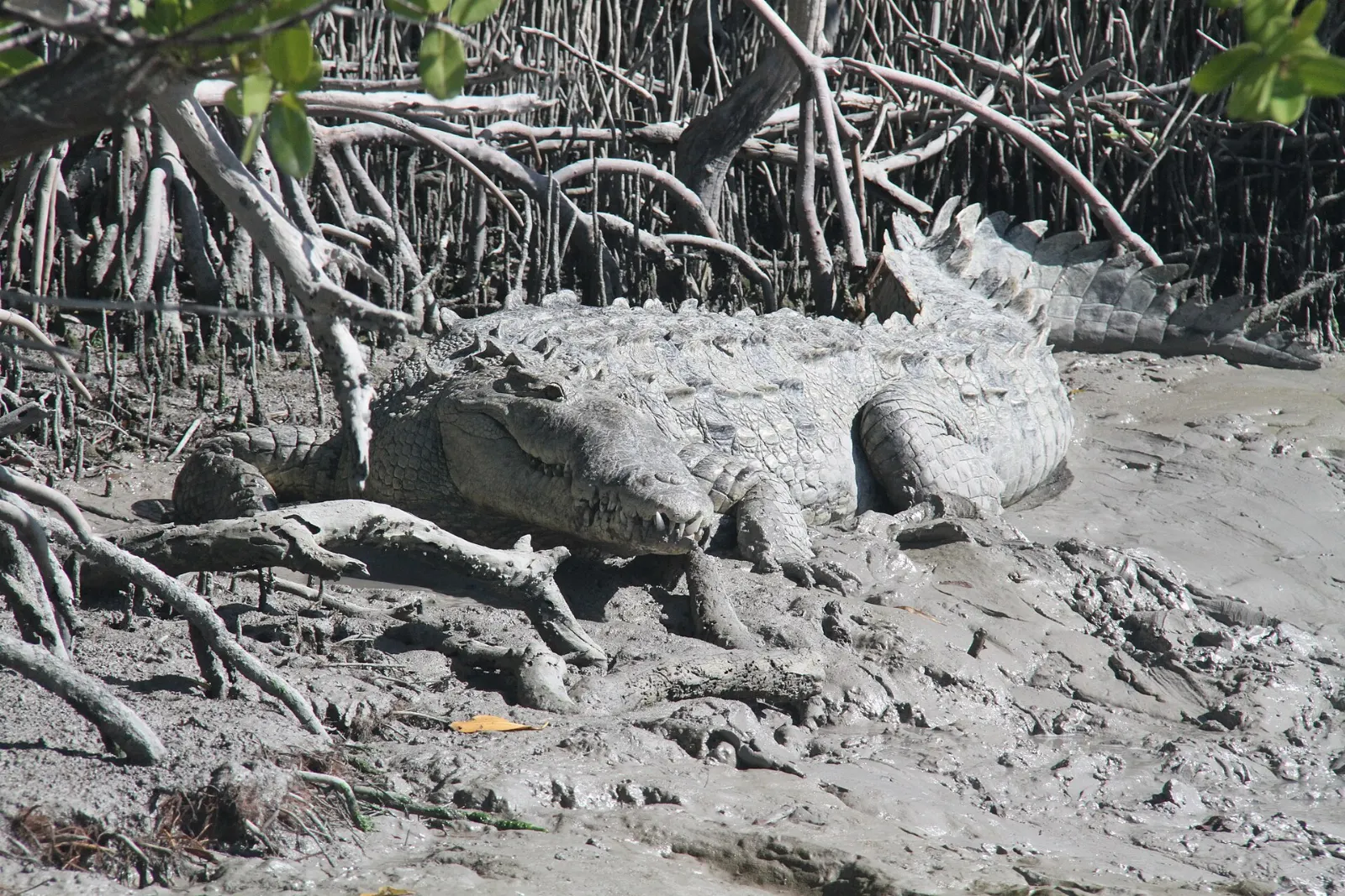 An American crocodile basking on a muddy bank near Flamingo, Everglades National Park, Florida