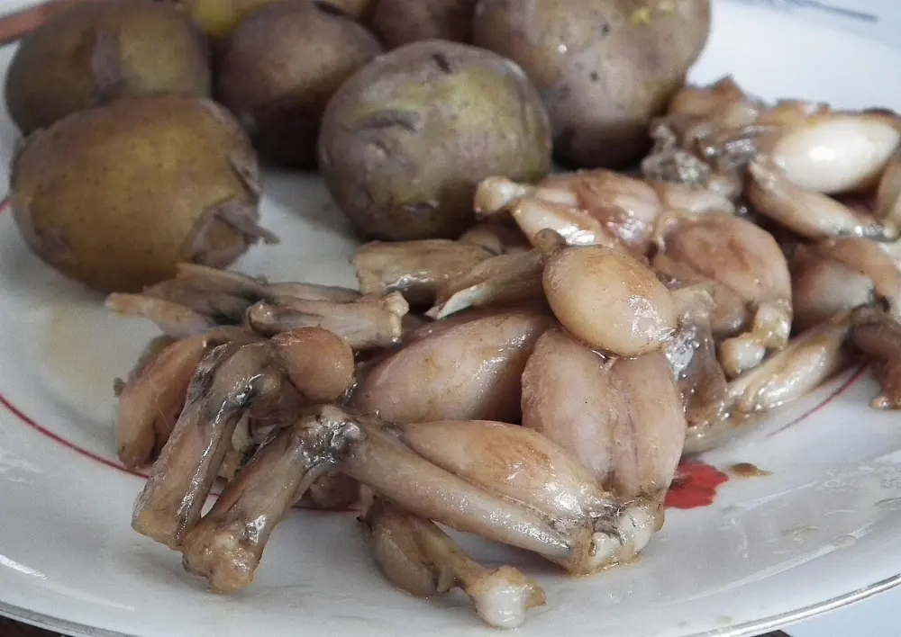 Frog legs in Everglades National Park, Florida
