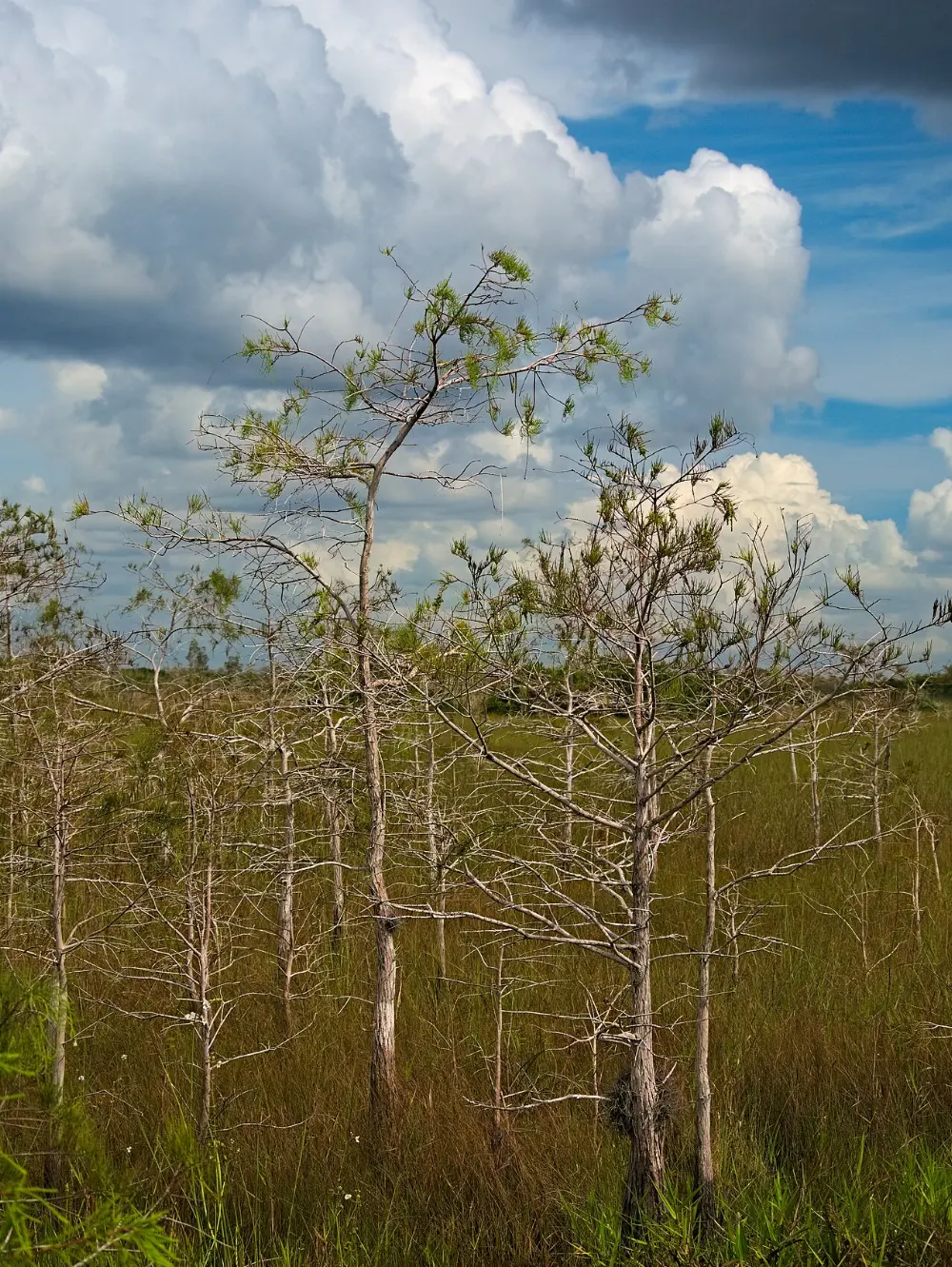 Shark Valley, Everglades National Park, Florida