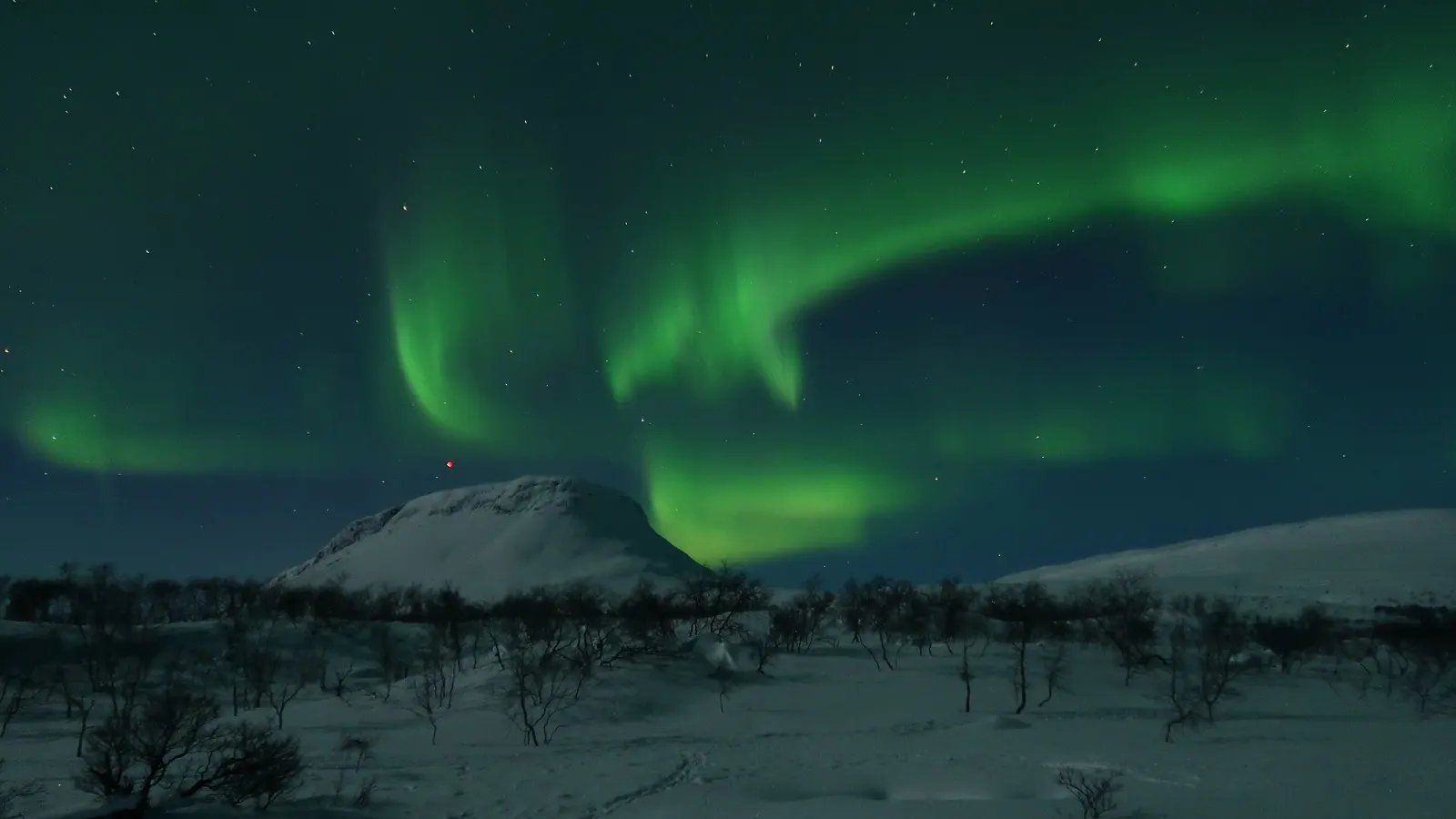 Green northern lights glowing above snow-covered pine trees, Finnish Lapland, Finland