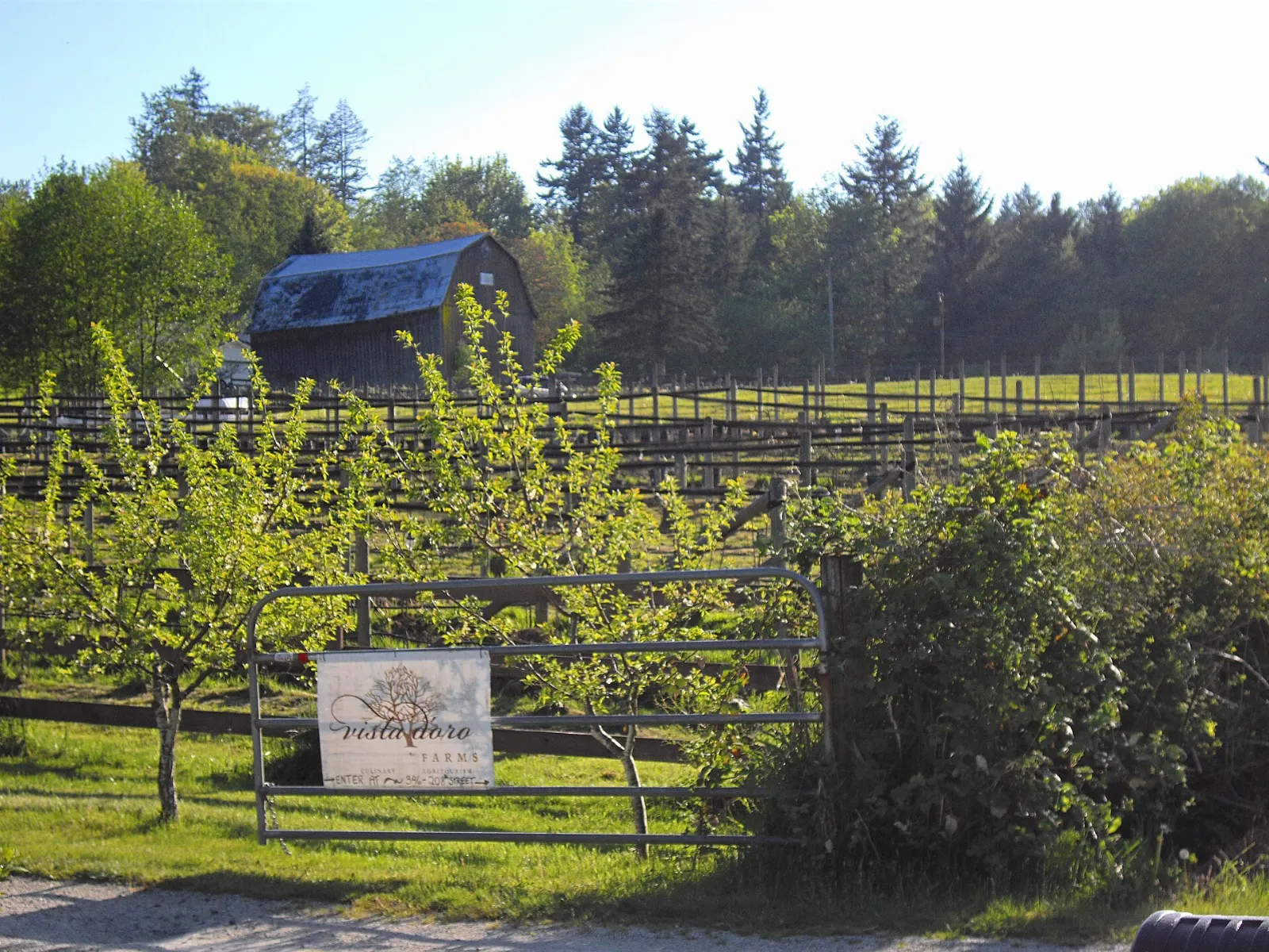 Vineyard rows at a winery in Langley, British Columbia, Fort Langley, British Columbia