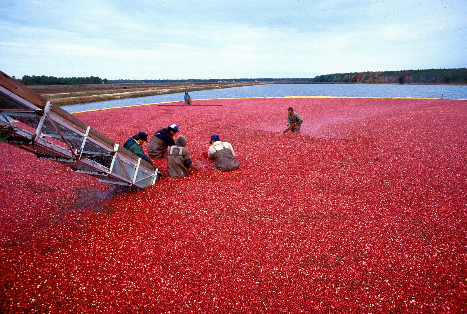 A flooded cranberry bog during harvest in British Columbia, Fort Langley, British Columbia