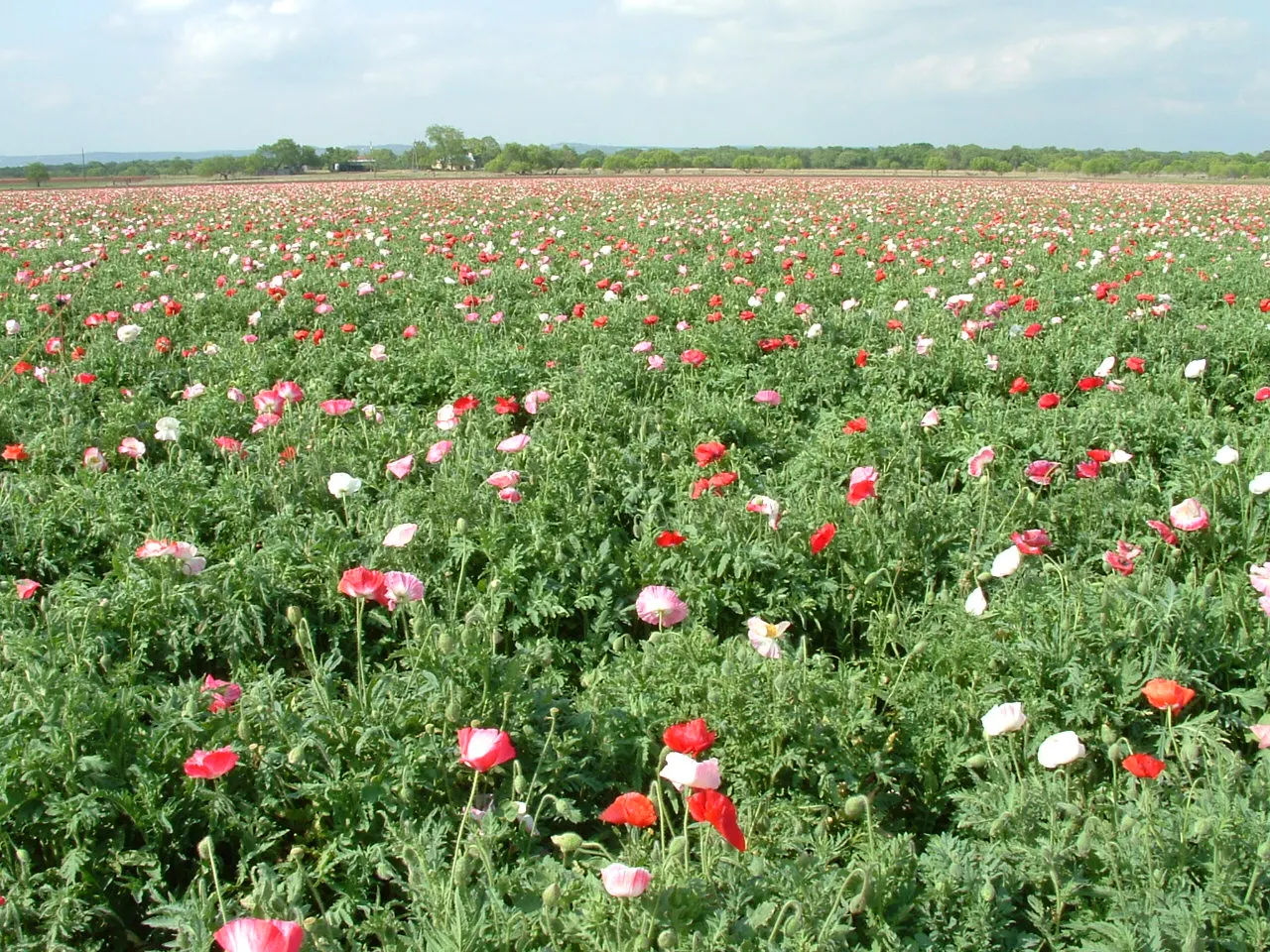 Fields of colorful wildflowers in bloom near Fredericksburg, Texas