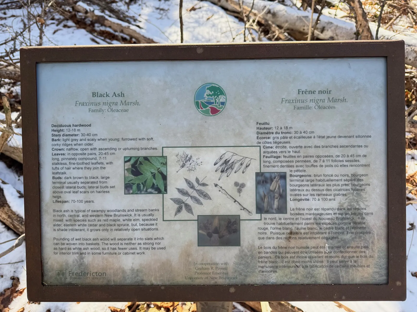 Forest trail in Odell Park in Fredericton, New Brunswick