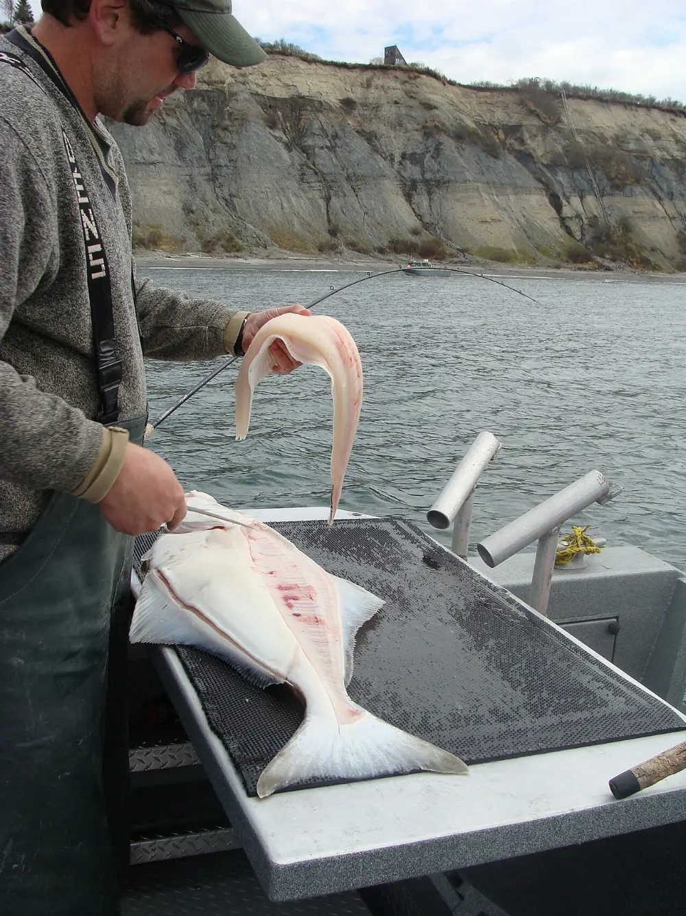 Pacific halibut in Galiano Island, British Columbia