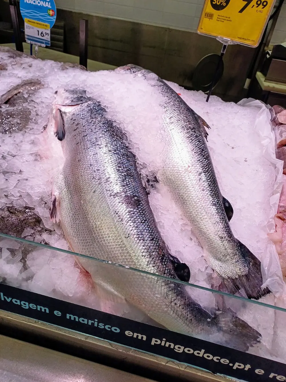 Atlantic salmon in Gaspé Peninsula, Quebec