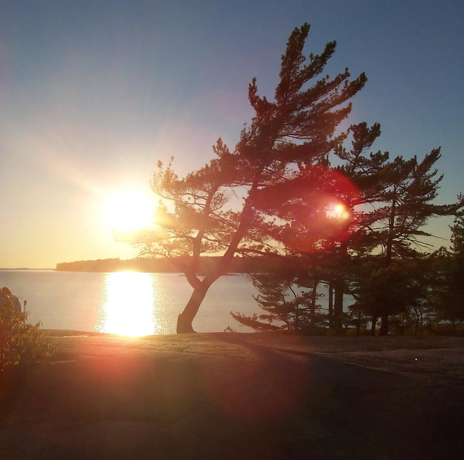 A windswept white pine on a granite point in Georgian Bay, Georgian Bay Islands National Park, Ontario