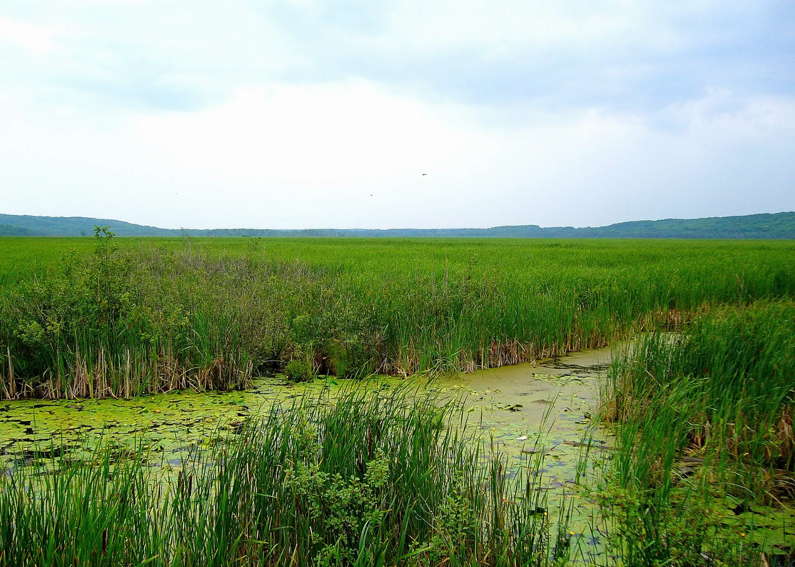Boardwalk and cattail marsh at the Wye Marsh Wildlife Centre, Georgian Bay Islands National Park, Ontario