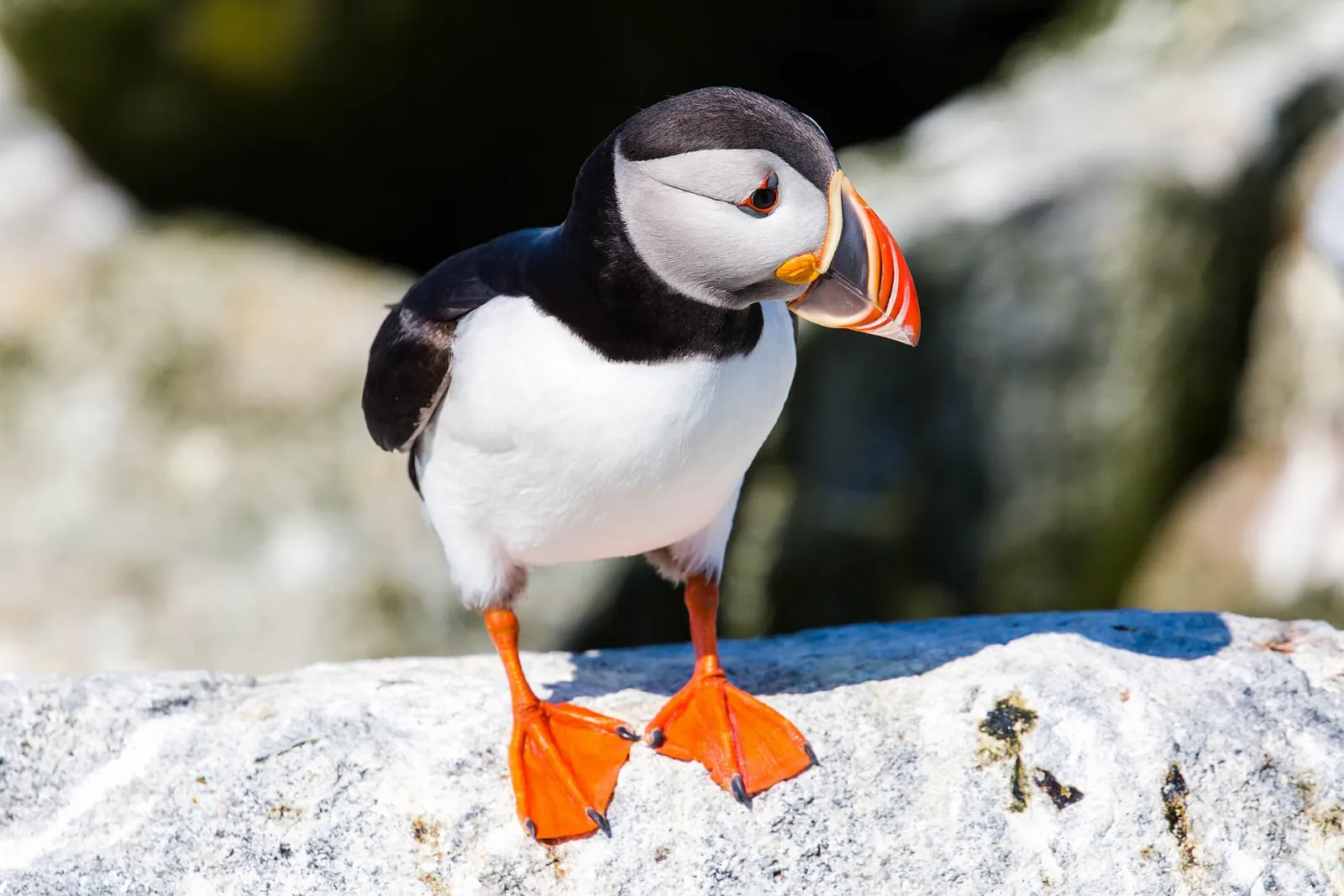 Atlantic puffin standing on a rock at Machias Seal Island, Grand Manan Island, New Brunswick