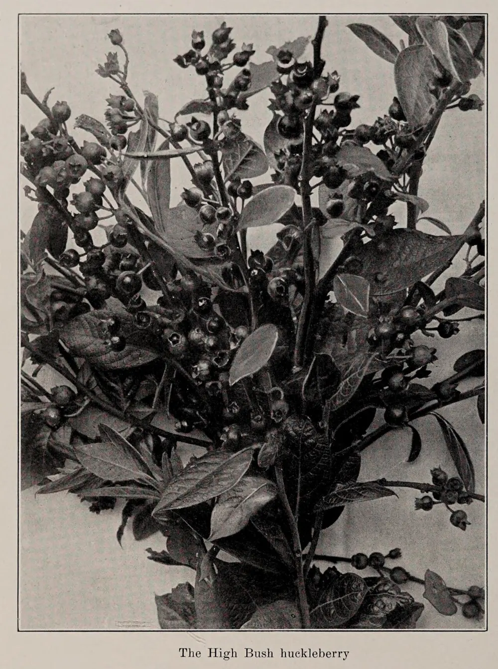 Huckleberry in Grand Teton National Park, Wyoming