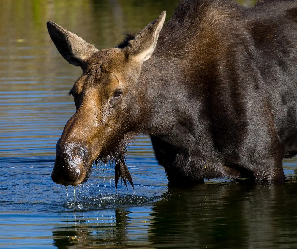 Moose, Grand Teton National Park, Wyoming