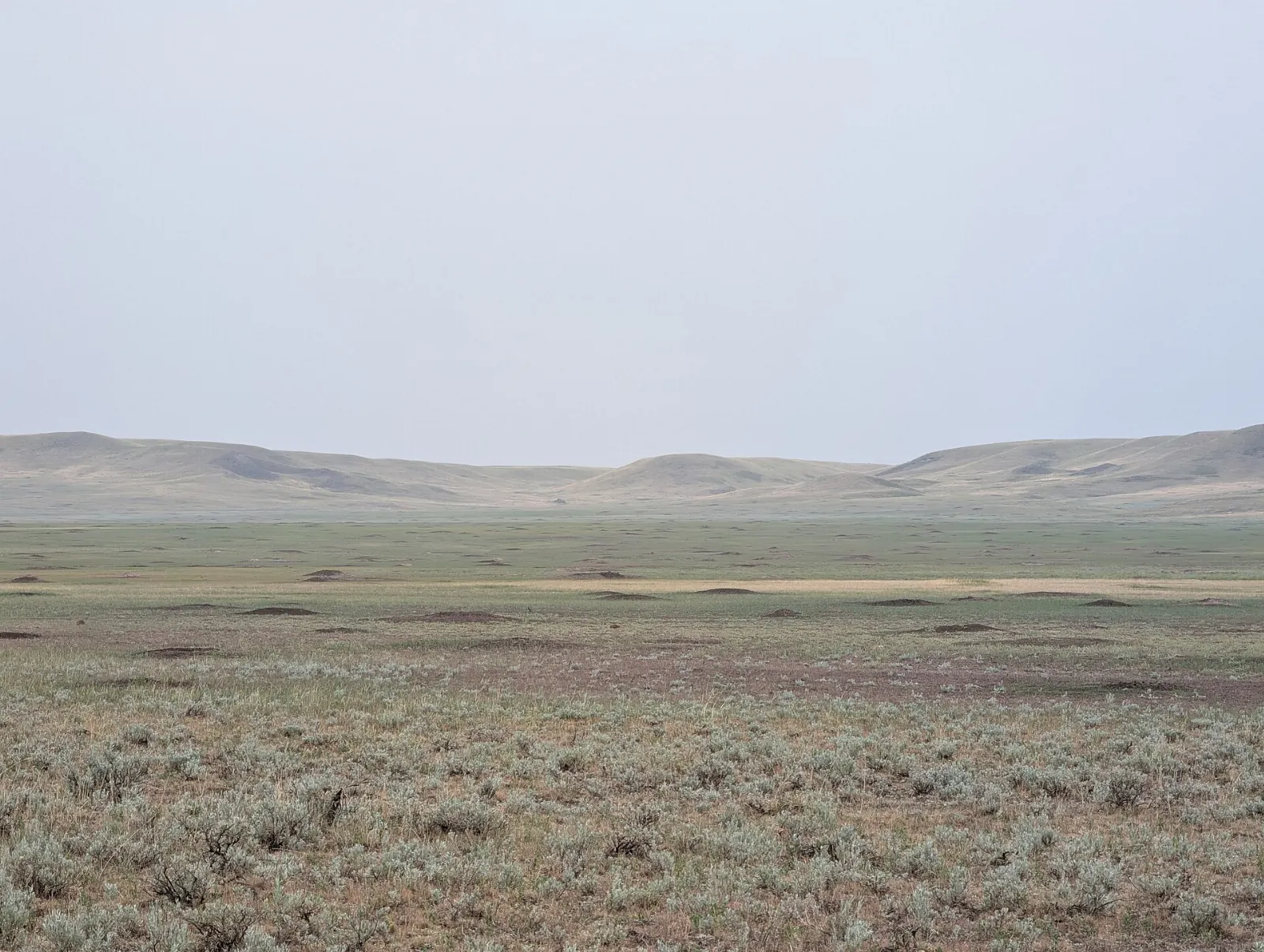 Grasslands Saskatchewan Bison Badlands and Dark Skies
