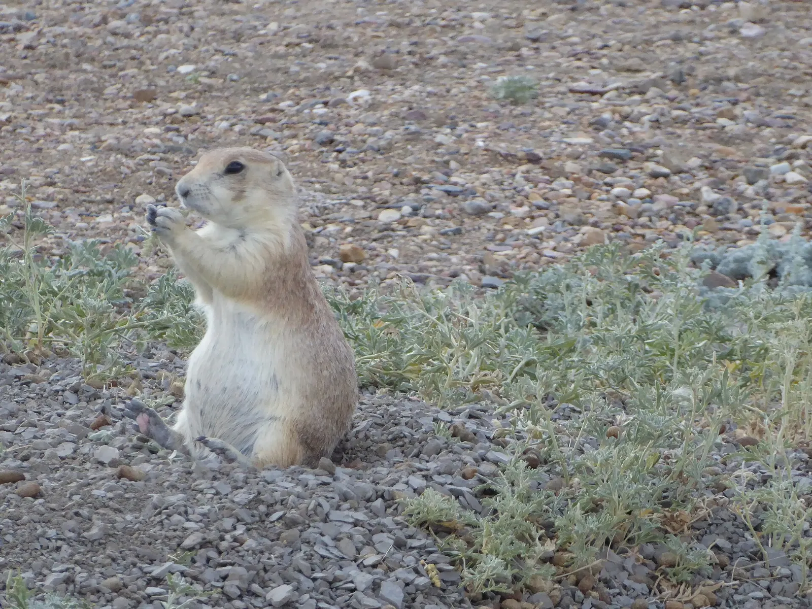 A black-tailed prairie dog standing at its burrow in a prairie dog town, Grasslands National Park, Saskatchewan