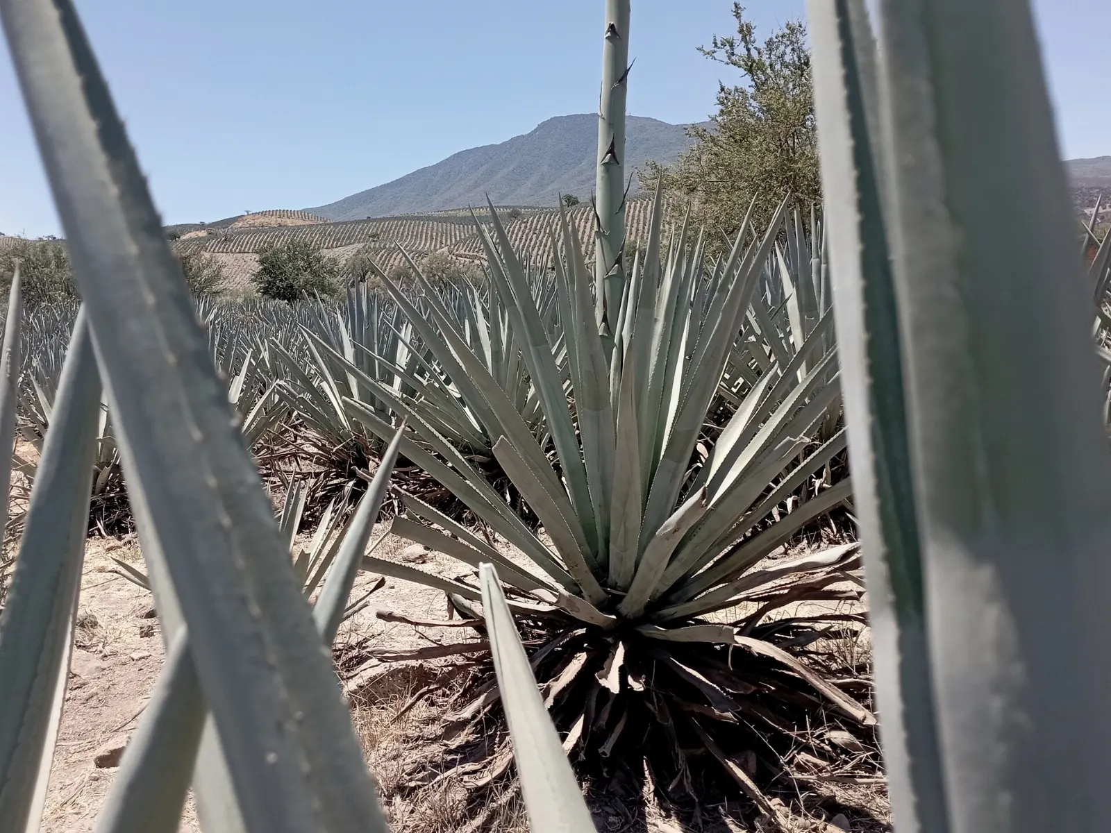 Blue agave fields near the town of Tequila in Jalisco, Guadalajara, Jalisco