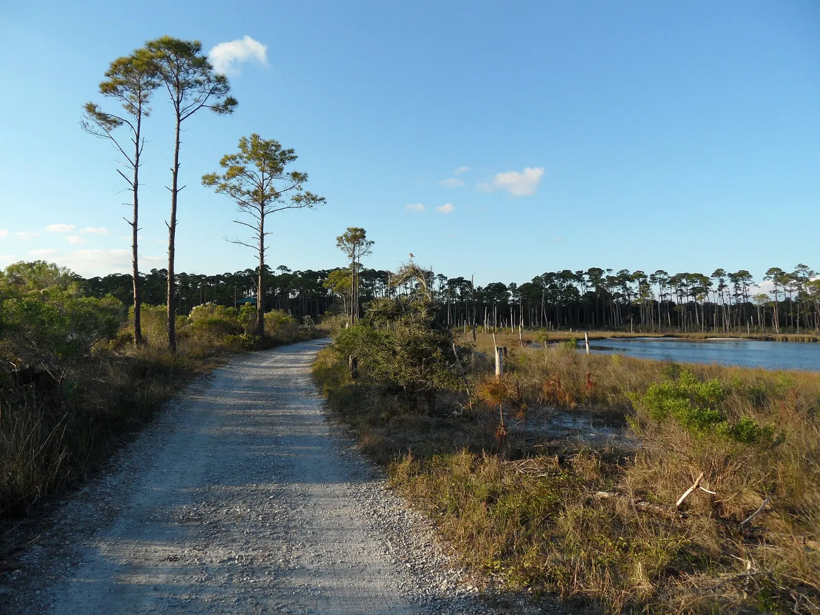 Sea oats on undeveloped sand dunes at Bon Secour National Wildlife Refuge, Gulf Shores, Alabama