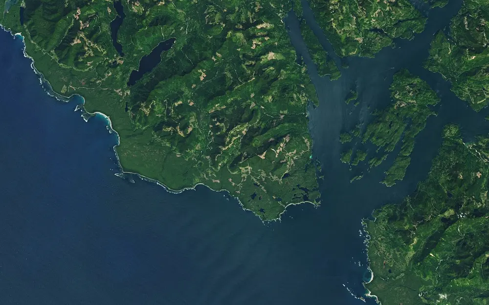 Herring roe on kelp in Haida Gwaii, British Columbia