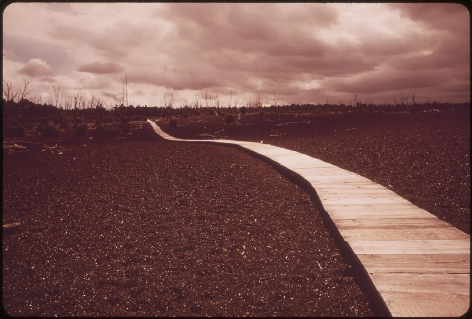 Devastation Trail, Hawaii Volcanoes National Park, Hawaii, United States