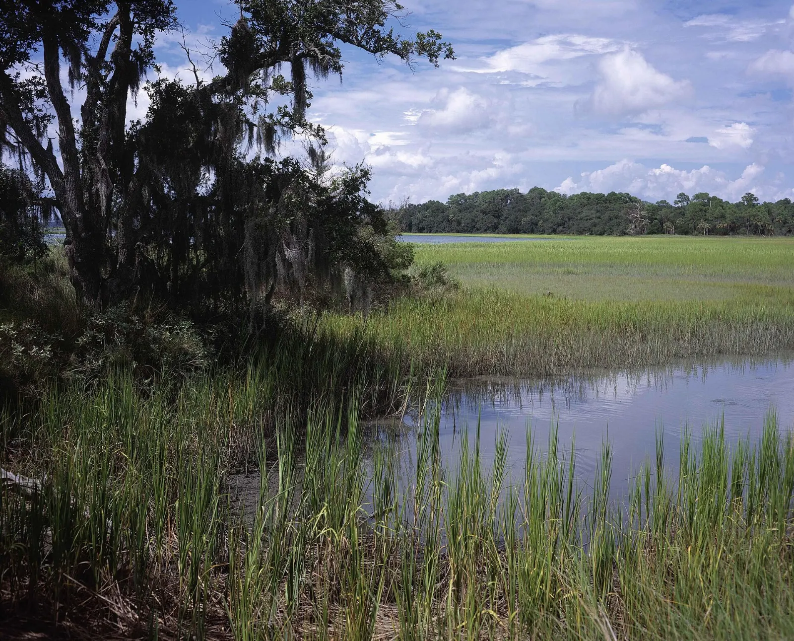 Pinckney Island National Wildlife Refuge, Hilton Head Island, South Carolina, United States