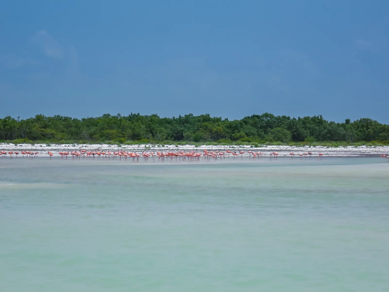 Flamingos wading in the shallow lagoon near Holbox, Quintana Roo