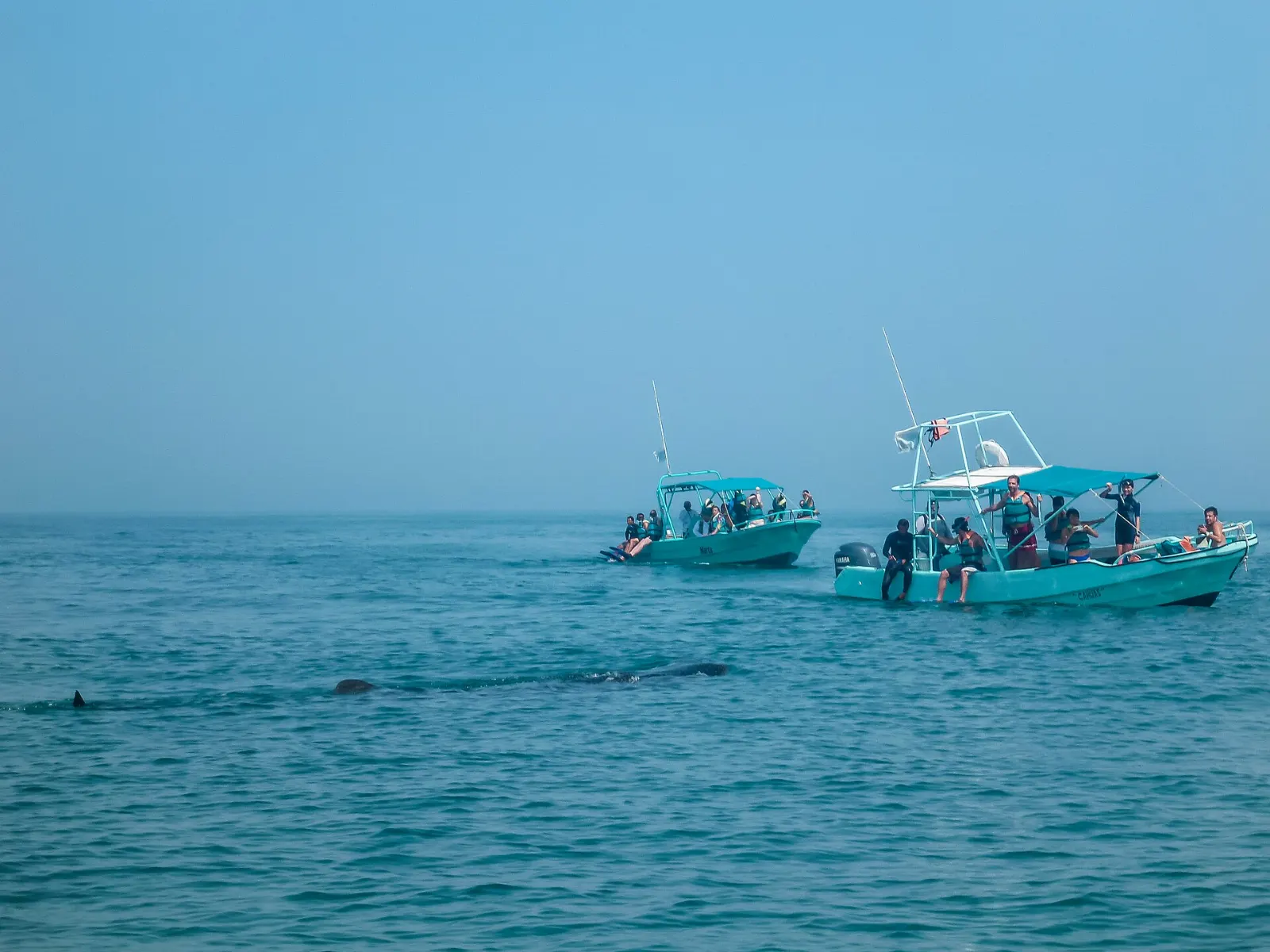 Whale shark swimming below a boat off the coast of Holbox, Quintana Roo