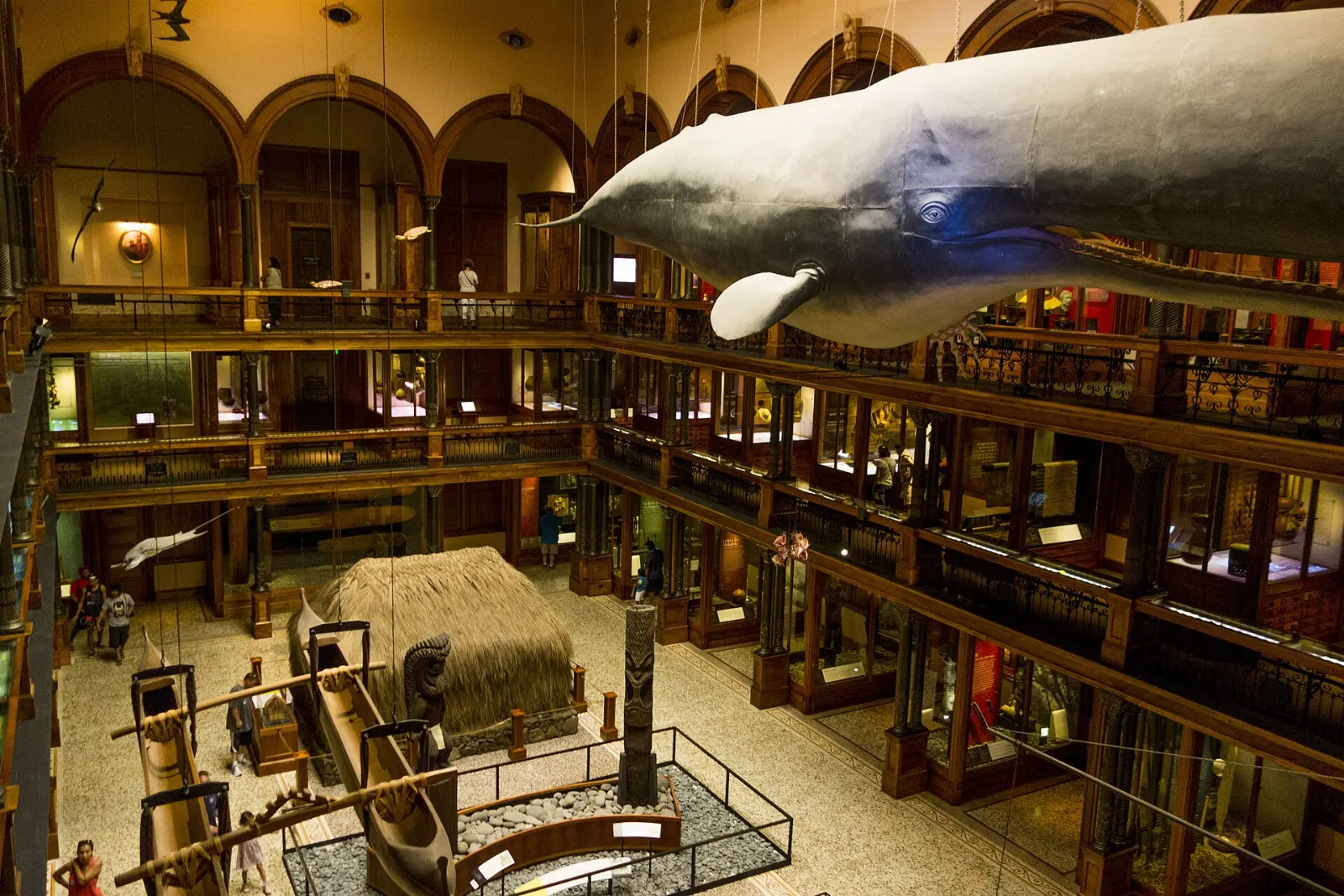 Interior of Hawaiian Hall at Bishop Museum with koa wood galleries and a suspended whale skeleton, Honolulu, Hawaii
