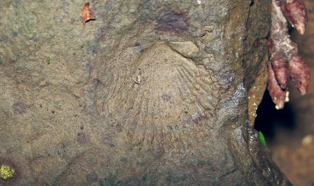 Scallops in Hopewell Rocks, New Brunswick