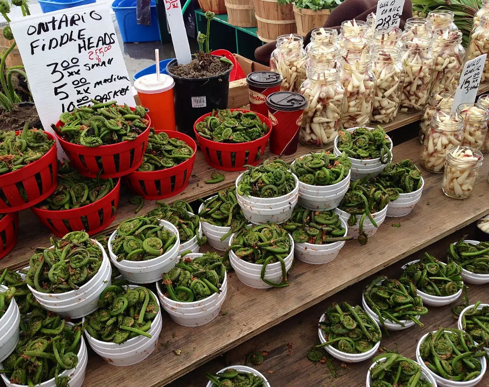 Fiddleheads in Hopewell Rocks, New Brunswick