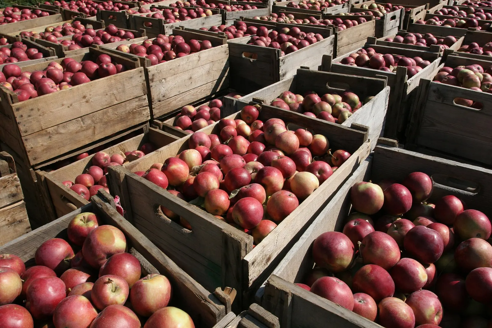 Orchard and cider house on Île d'Orléans, Quebec