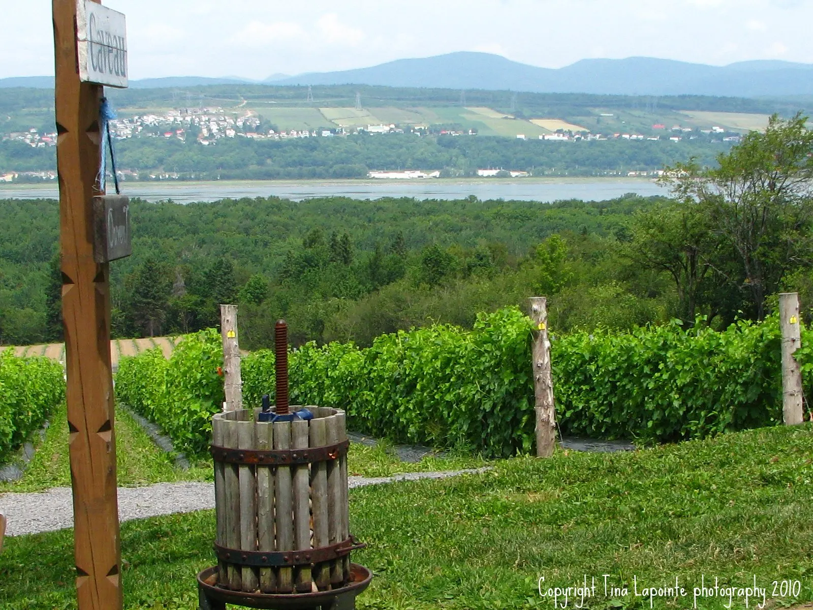 Vineyard rows on Île d'Orléans, Quebec